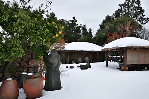 Jeju: Winter East Snow, Camellia, Tangerine Picking Tour