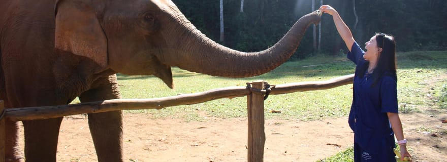 Chiang Mai : Éléphants, chutes d'eau et rafting en eaux vives