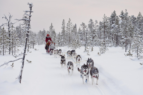 Rovaniemi: Aldeia do Pai Natal + Passeio de trenó puxado por huskies e renas