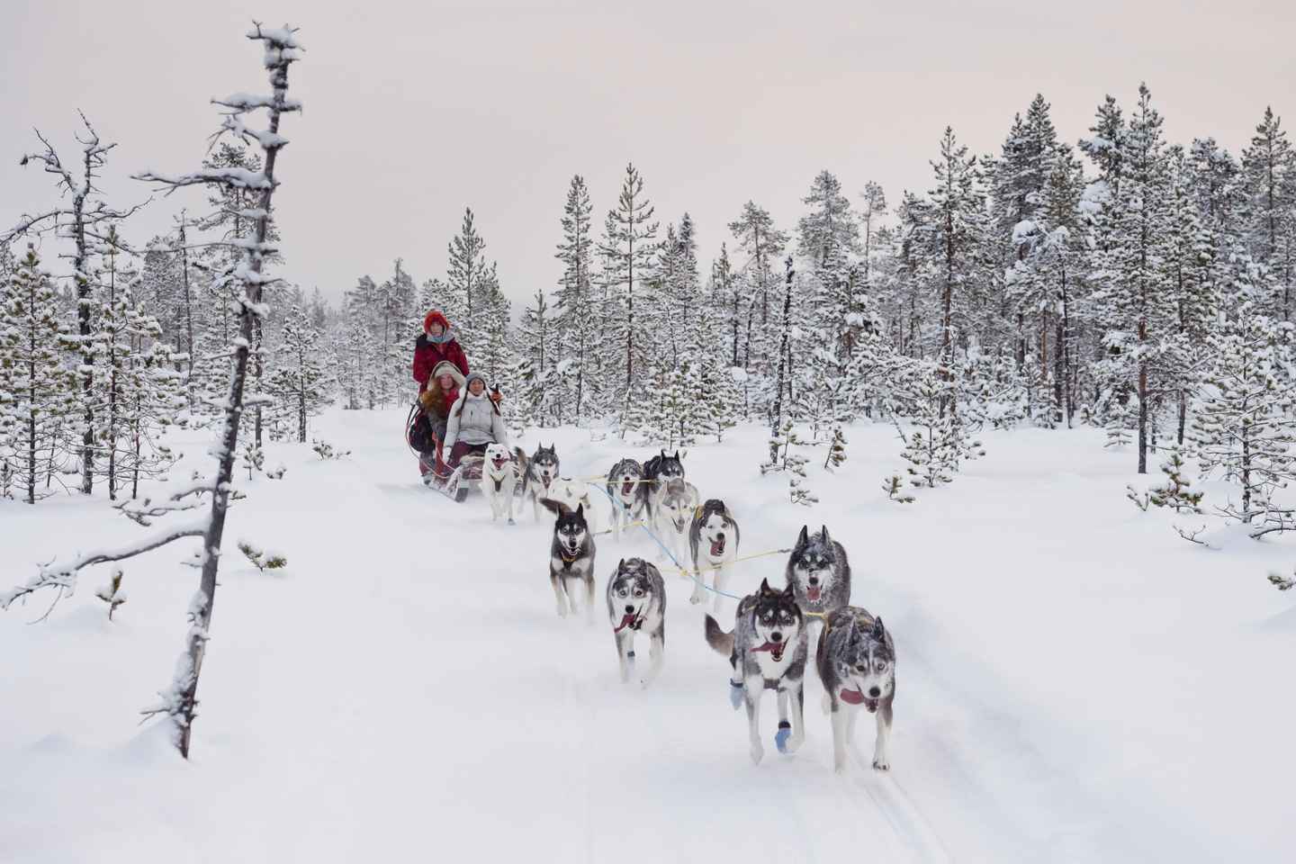 Rovaniemi: Esperienza con Husky di un'ora