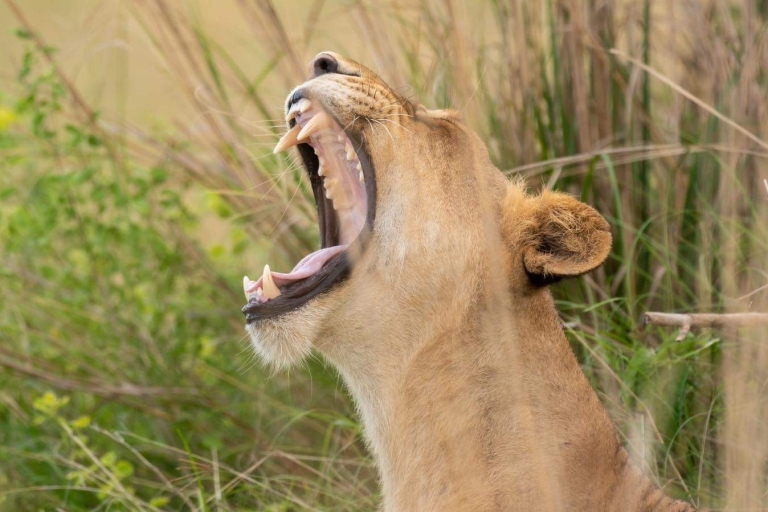 6-daagse Oeganda Savanah Wildlife Safari