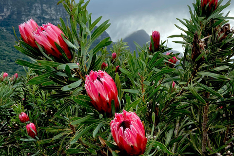 Cape Town: Table Mountain, Kirstenbosch Botanic Garden Tour Small Shared Group Tour ( All fees Entry are included)