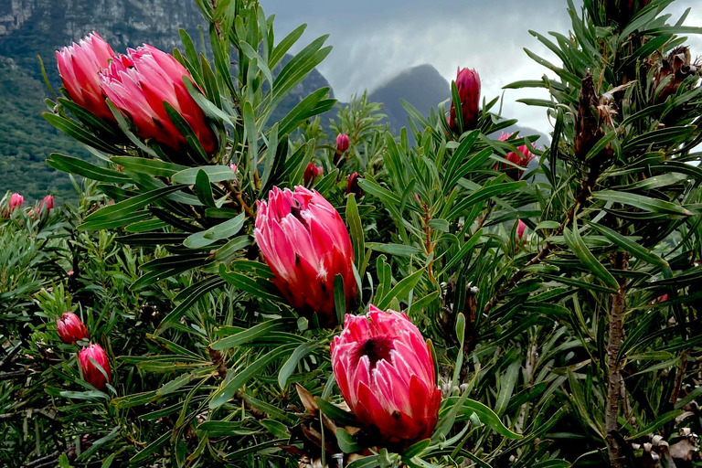 Cape Town: Table Mountain, Kirstenbosch Botanic Garden Tour Small Shared Group Tour ( All fees Entry are included)
