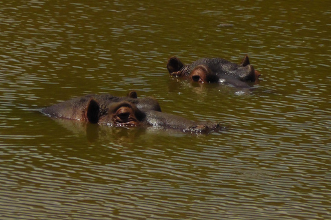 Schotia Safari – Big 5 Experience with High Lion Sightings