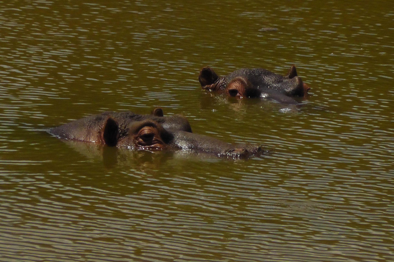 Schotia Safari – Big 5 Experience with High Lion Sightings