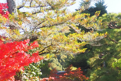 E-Bike Tour in Kyoto with Asuka, Japanese graduate student