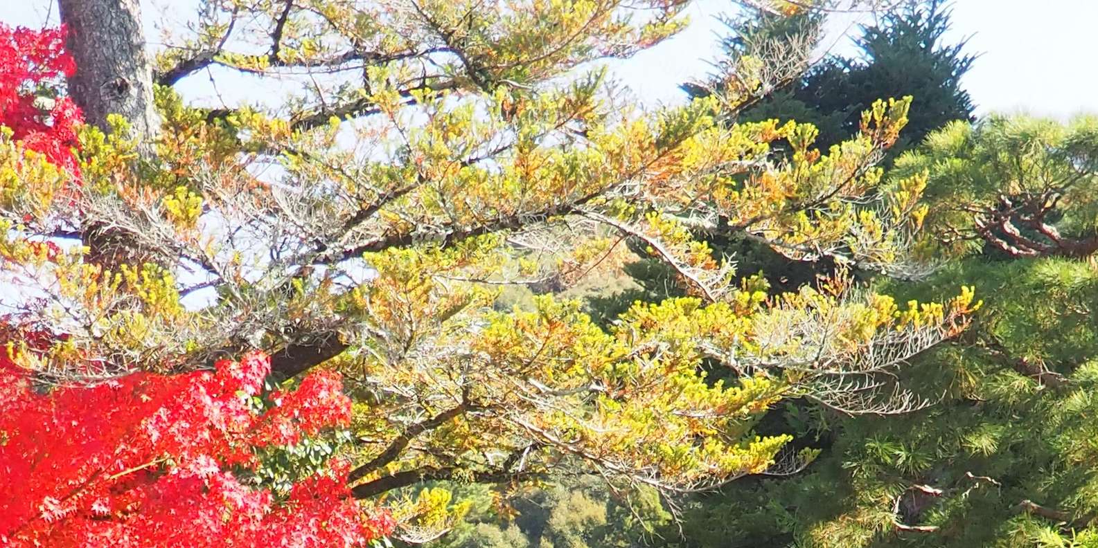 Kyoto experience — temples, geisha, bamboo grove — image 60