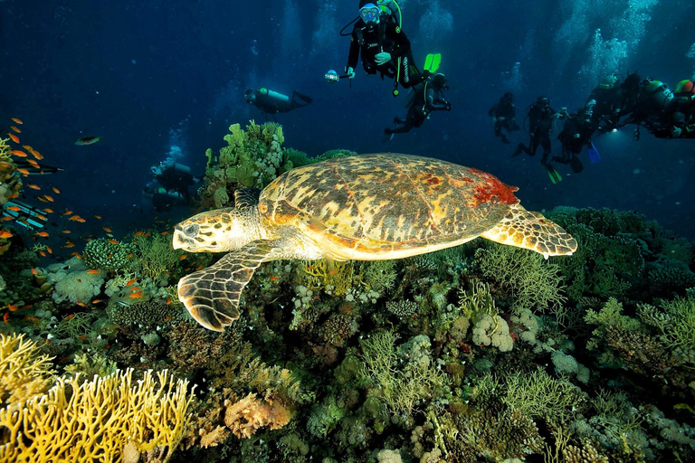 Sharm El Sheikh: Tiran Island Boat Diving & Snorkeling Intro Diving & Snorkeling – No Certification Required