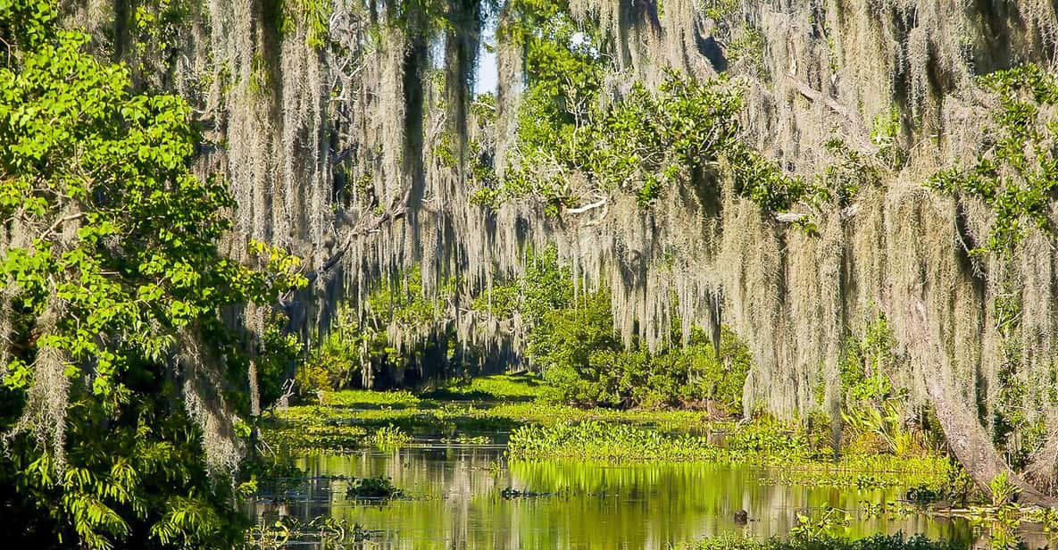 New Orleans: Oak Alley Plantation & Airboat Swamp Combo