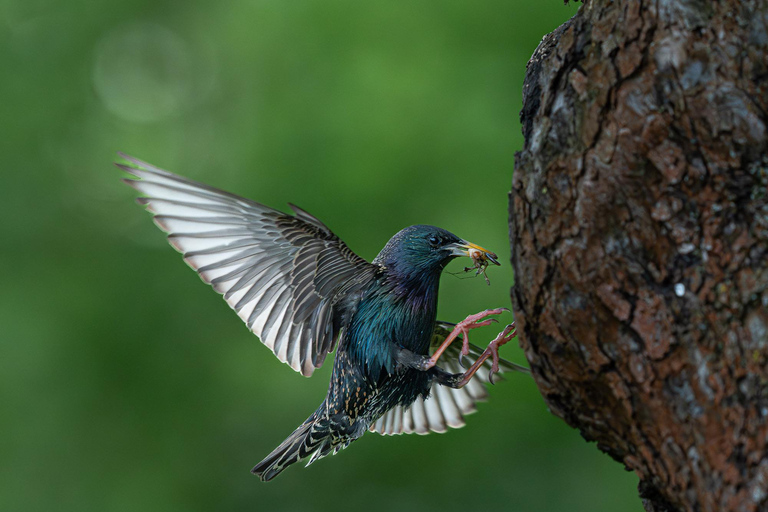 Vienna: Urban Birding – Guided bird watching tour in the big city!