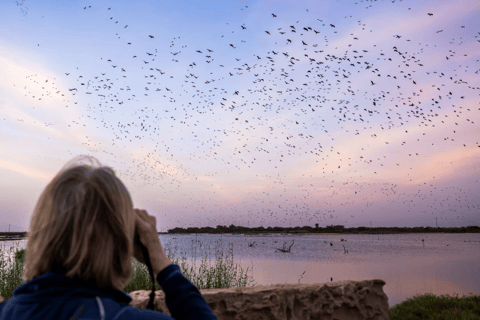 From Dakar: Saint-Louis & Djoudj Bird Sanctuary 2-Day Tour