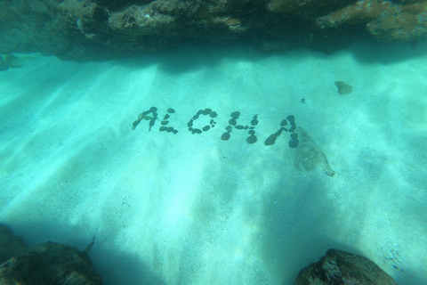 Oahu: Immersione subacquea nella barriera corallina per subacquei certificatiOahu: Shallow Reef Scuba Dive per subacquei certificati