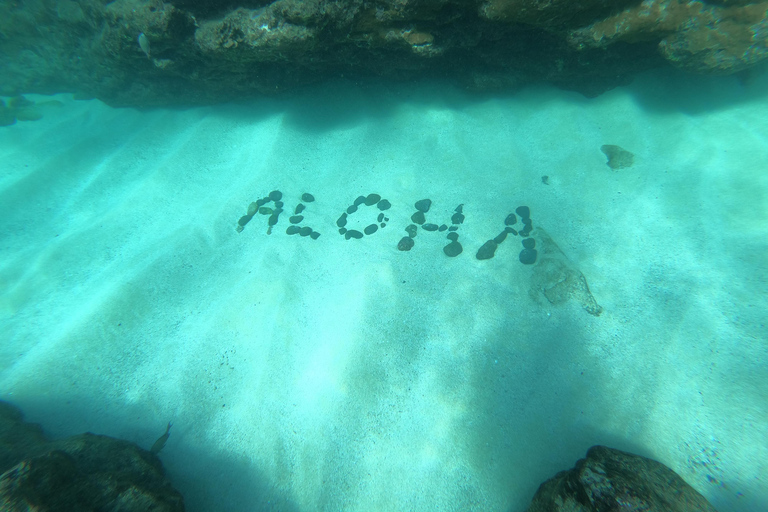 Oahu: Nurkowanie na płytkiej rafie dla certyfikowanych nurkówOahu: nurkowanie z akwalungiem na płytkiej rafie dla certyfikowanych nurków