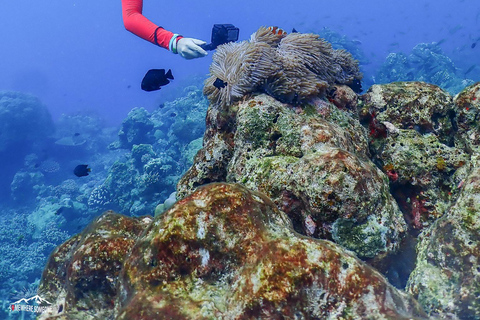 Isole Surin: Escursione subacquea in giornata da Khao Lak