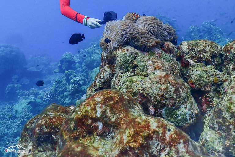 Isole Surin: Escursione subacquea in giornata da Khao Lak