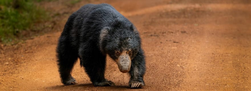 Parc national de Wilpattu : Safari privé le matin ou l'après-midi