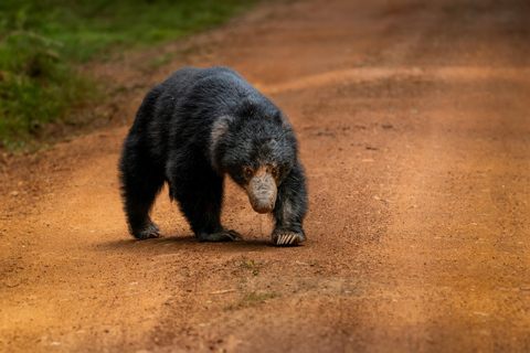 Z Ella: Park Narodowy Yala 4*4 Leopard Safari Tour