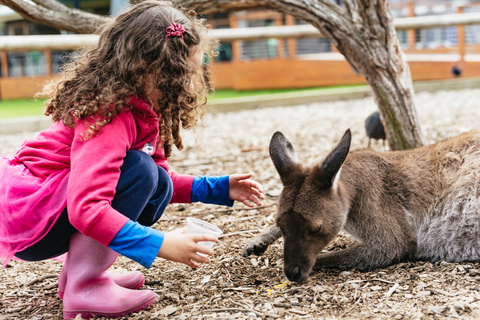 Au départ de Melbourne : Circuit éco-faune de l'île PhillipDepuis Melbourne : éco-découverte de la faune à Phillip Island