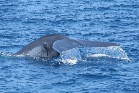 Mirissa: Whale & Dolphin Watching Boat Tour with Pickup Include Government Tax Fee