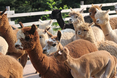 Vanuit Seoul: Eobi-vallei, Nami eiland, Alpaca wereldVertrek vanaf Hongik Univ. Station Uitgang 4