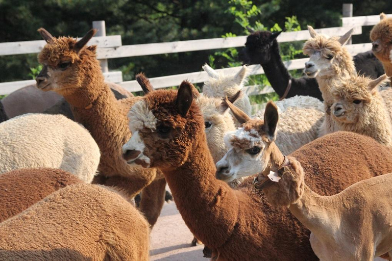 Da Seoul : Valle di Eobi, Isola di Nami, Mondo degli AlpacaPartenza dalla stazione universitaria di Hongik Uscita 4