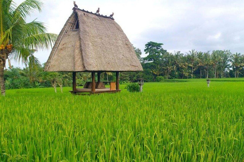 Bali: All-Inclusive Ubud Private Tour with Lunch All-Inclusive Ubud Private Tour with Lunch