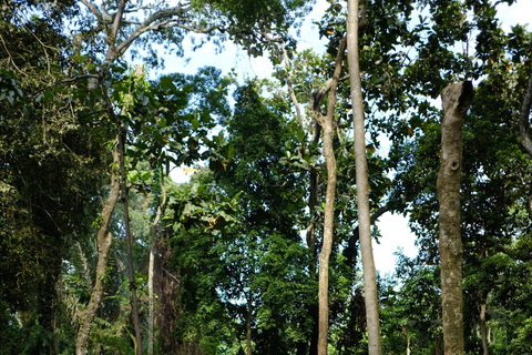 Ubud Adventure: Monkey Forest, Rice Terraces & Waterfalls