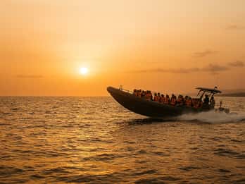 São Miguel: Båttur i solnedgang med svømming og ananas