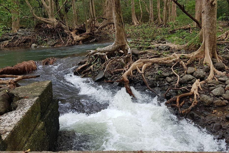 South West Mauritius : Ebony Forest Nature Escape with Lunch Into the Wild South: Ebony Forest Nature Escape with Lunch
