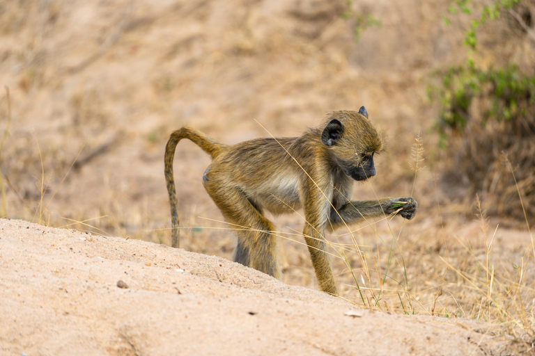 Dar es Salaam: 3-Day Nyerere National Park Safari