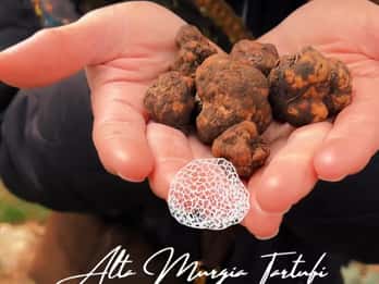 Truffle hunting with tasting or lunch