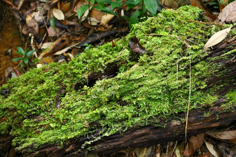 Ho Chi Minh City: Bidoup e Ta Giang Tour di trekking di 2 giorniHo Chi Minh City: tour di 2 giorni con trekking a Bidoup e Ta Giang