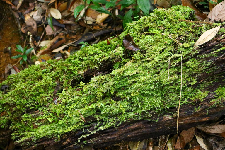 Ho Chi Minh City: Bidoup e Ta Giang Tour di trekking di 2 giorniHo Chi Minh City: tour di 2 giorni con trekking a Bidoup e Ta Giang