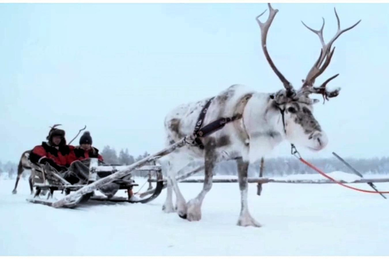 Sami Spirit: Reindeer Ride with a Sami Herder