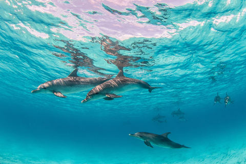 Nungwi:Mnemba Snorkeling,Dolphins, Kayak+Drone & Sunset Dhow Mnemba Snorkeling,Dolphins,Starfish tour&Susnet Dhow