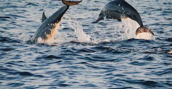 Bali: Lovina Dolphin Watching, Snorkeling, & Waterfalls