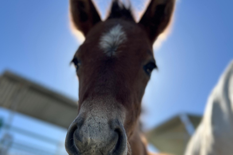 Guided tour on horseback through the guadalhorce valley