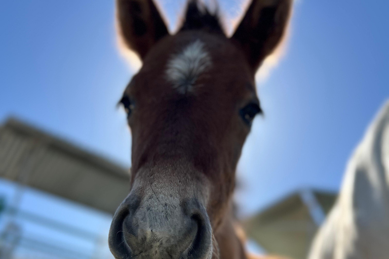 Guided tour on horseback through the guadalhorce valley