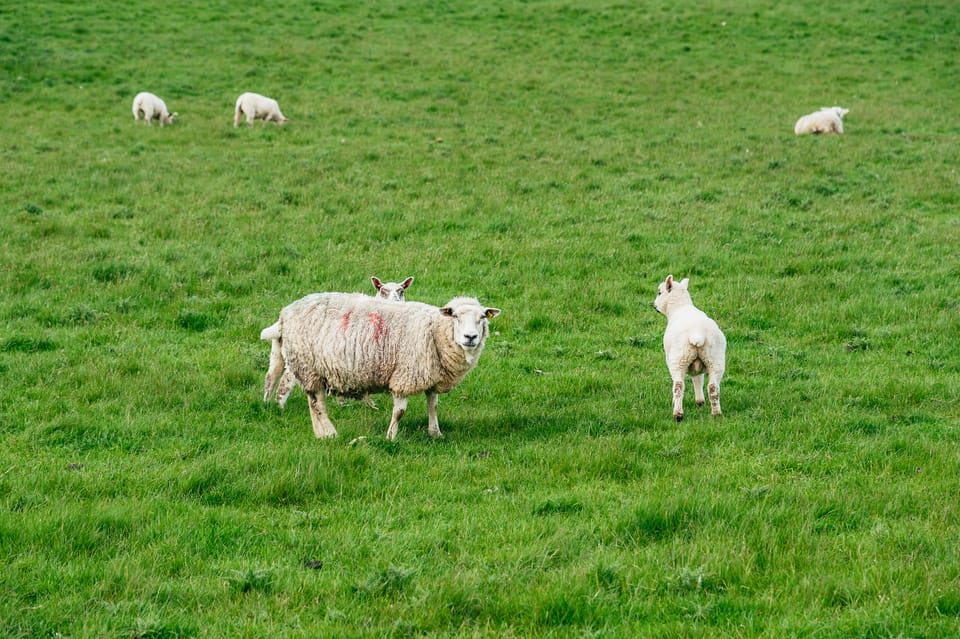 Från Galway Heldagsutflykt till Aran Islands och Cliffs of Moher