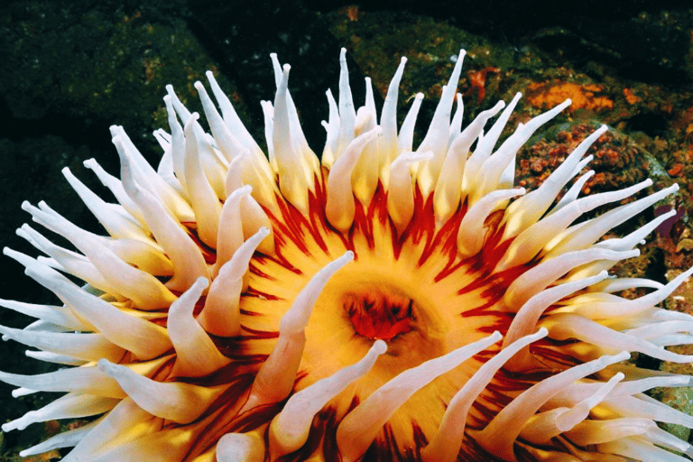 Shanghai: De wonderen van de zee in het Shanghai Ocean Aquarium