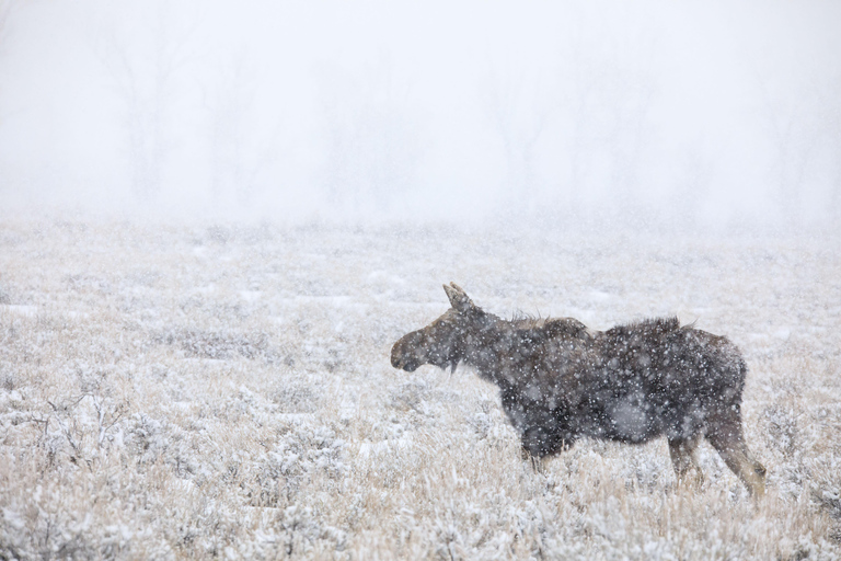 From Jackson Hole: Half-Day Grand Teton Winter Wildlife Tour
