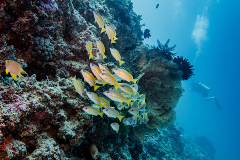 Labuan Bajo: 5-Day Komodo to Gili Trawangan Whale Shark Tour Standart Boat | Sharing Deck | No WHALE SHARK