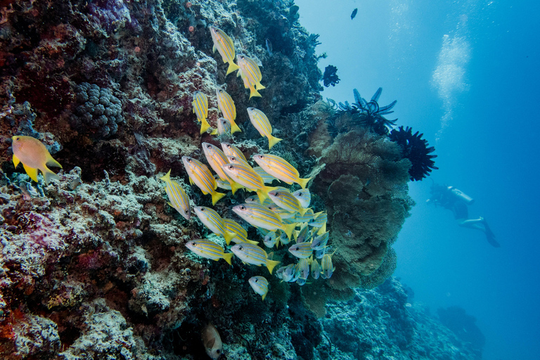 Labuan Bajo: 5-Day Komodo to Gili Trawangan Whale Shark Tour Standart Boat | Sharing Deck | No WHALE SHARK
