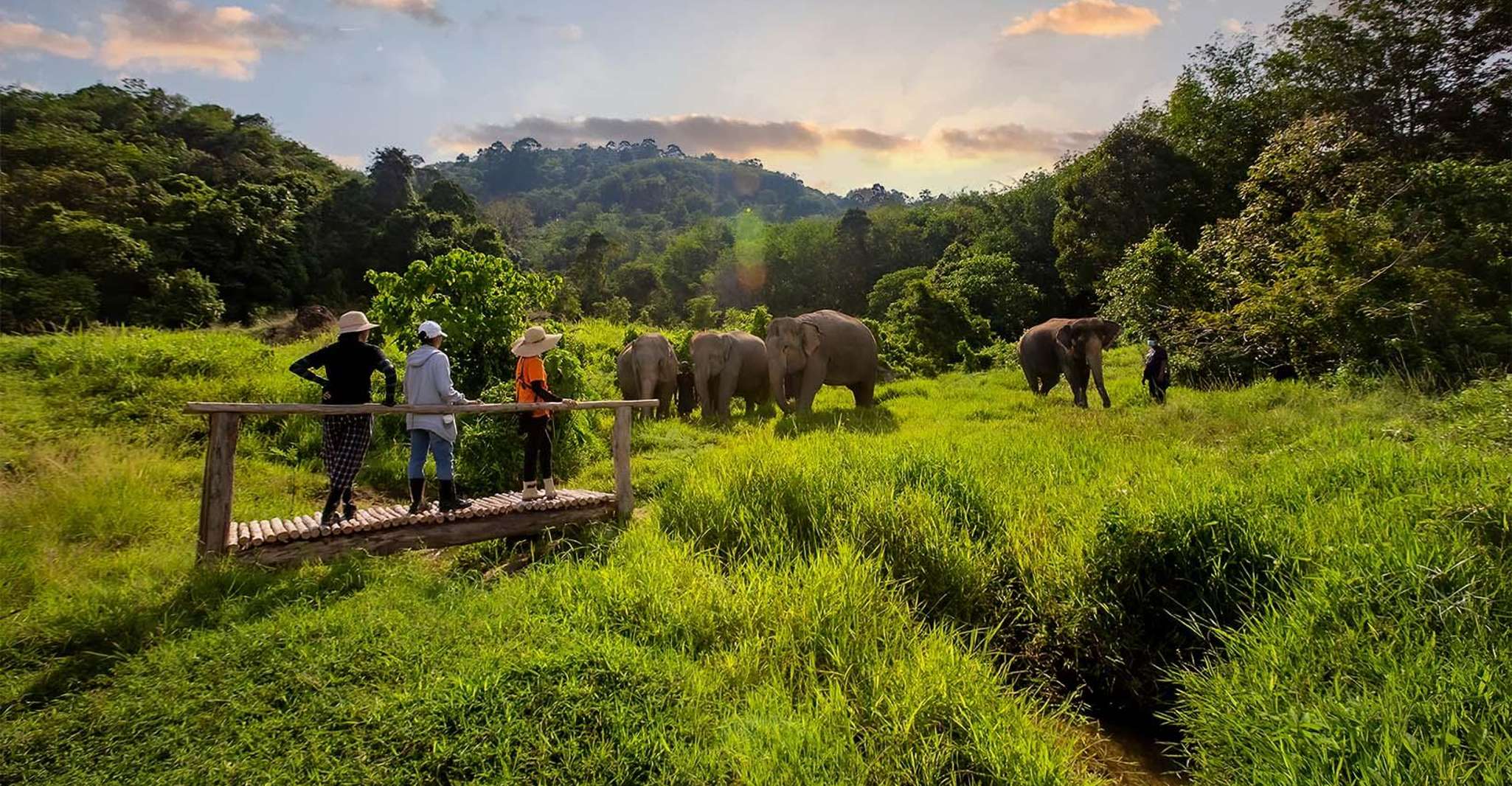 Phuket, Elephant Sanctuary Guided Tour con trasferimenti di hotel - Housity