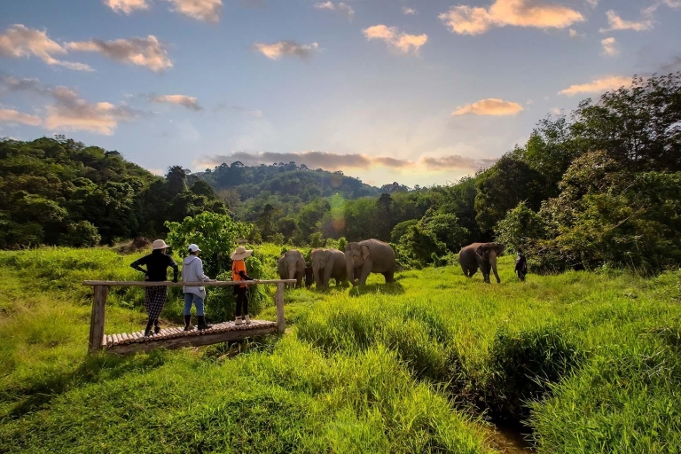 Phuket: Geführte Tour zum Elefantenschutzgebiet mit Hoteltransfers