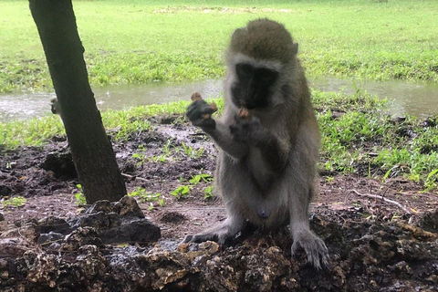 Mezza giornata nel Parco Nazionale di Nairobi con ritiro gratuito