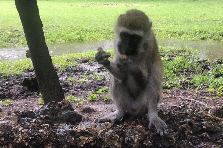 Demi-journée au parc national de Nairobi avec prise en charge gratuite