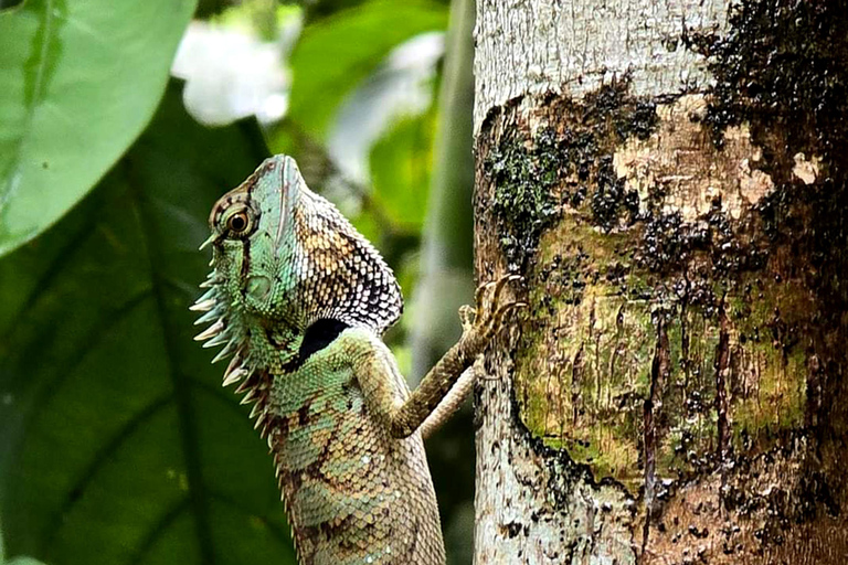 Khao Sok: Half-Day & Night Wildlife Trek and Jungle Dinner Option 6: Half-Day & Night Trek with Dinner From Khao Lak