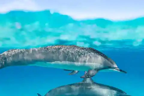 Excursión compartida con delfines y snorkel en Mnemba