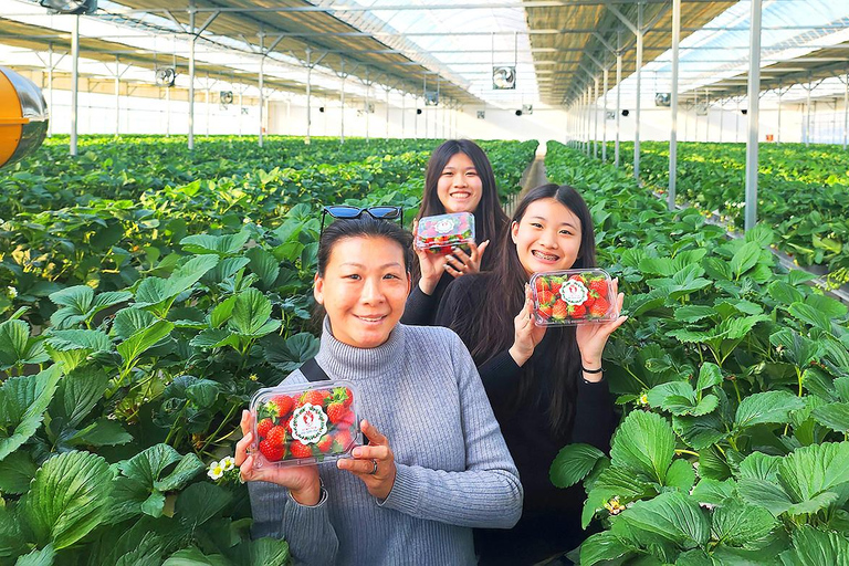 Seoul: Cherry Blossom & Pokpo Waterfall Cafe One Day Tour A. Cherry Blossom Spring Route